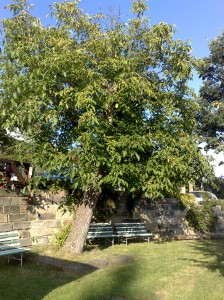 Restaurace a penzion Za vtrem 3